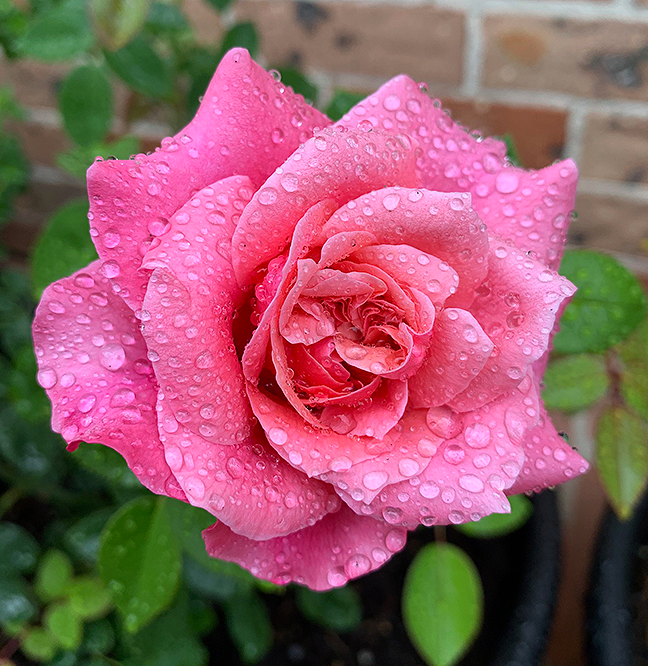 A pink rose with water droplets